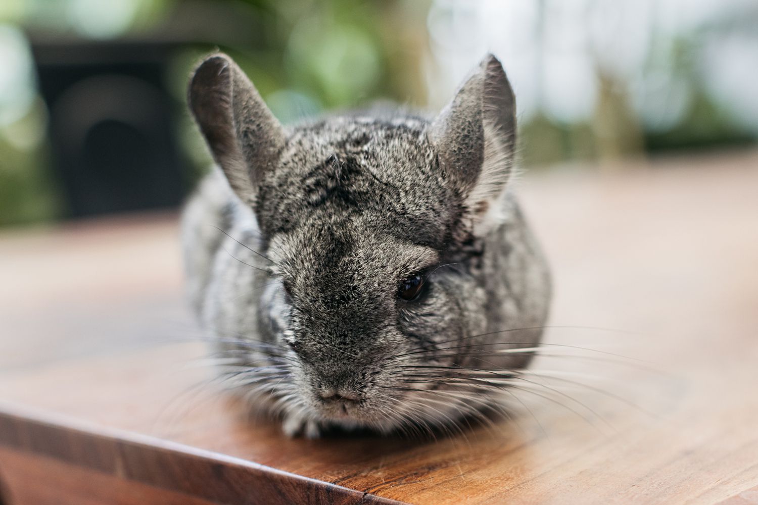 exotic-pets-for-apartment-living-1238589-hero-6bd87a75363e4da4b38f6c244644b1db