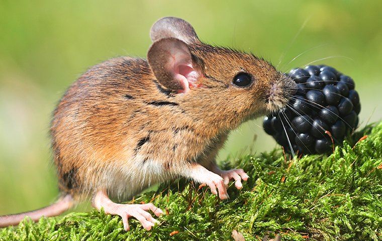 pest control service