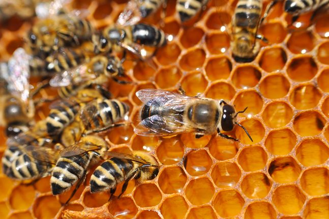 Wasp Nest Removal Barrie 03