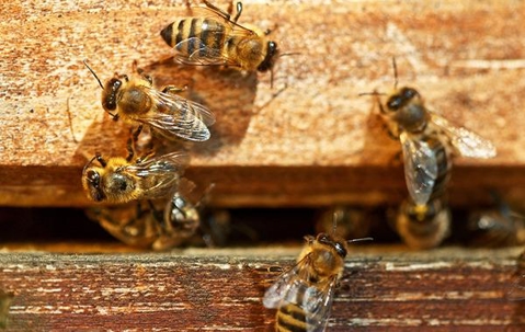 Wasp Nest Removal Barrie 02