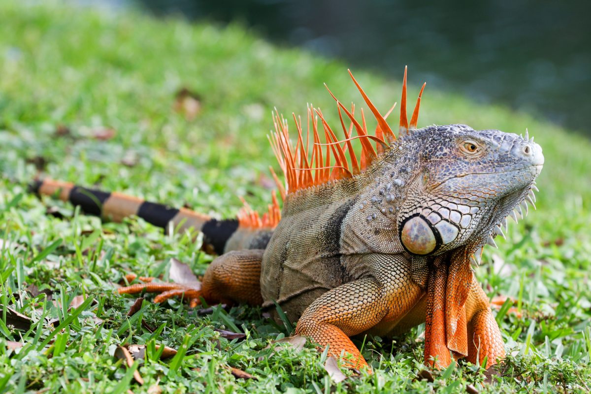 Animal Control Services