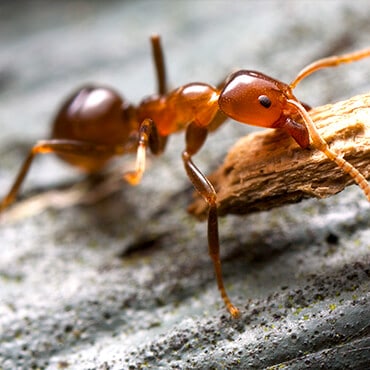 ant pest control near me