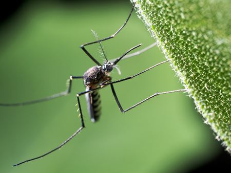 mosquito control services near me