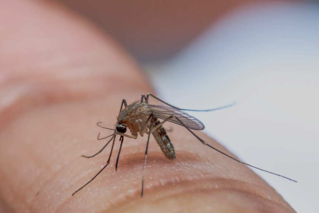 mosquito control