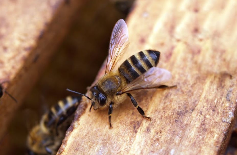 wasp nest removal near me 01