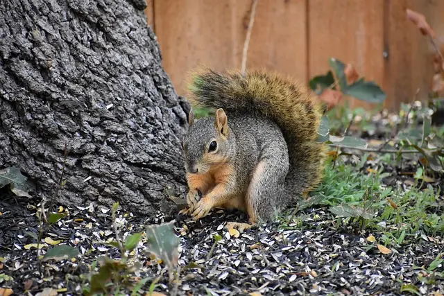types-of-rodents-squirrel-raleigh