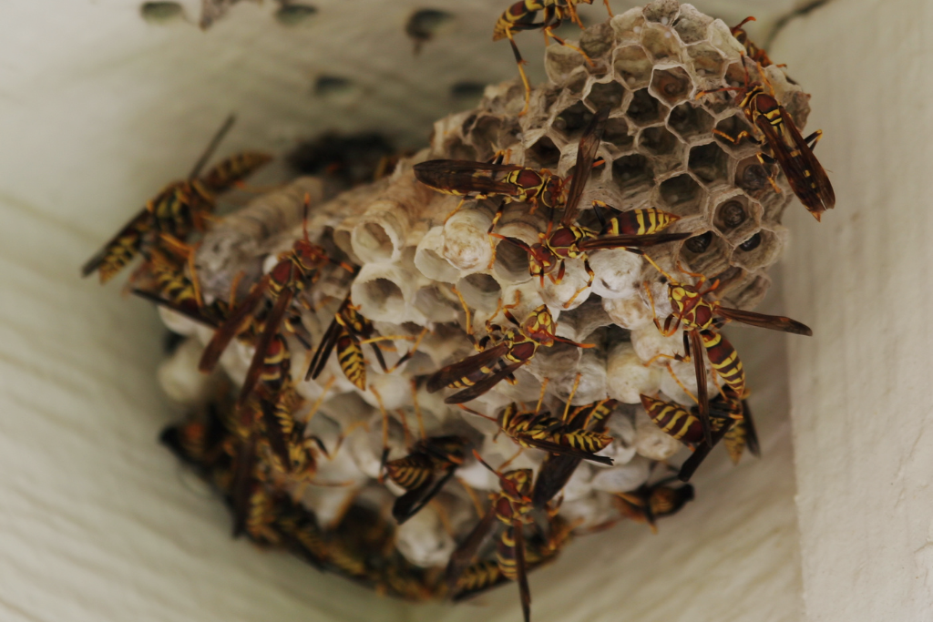 Wasp Nest Removal Barrie