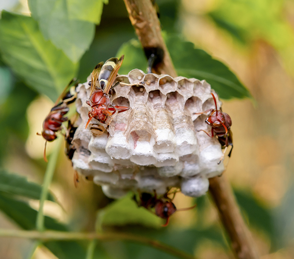 Wasp Nest Removal Barrie