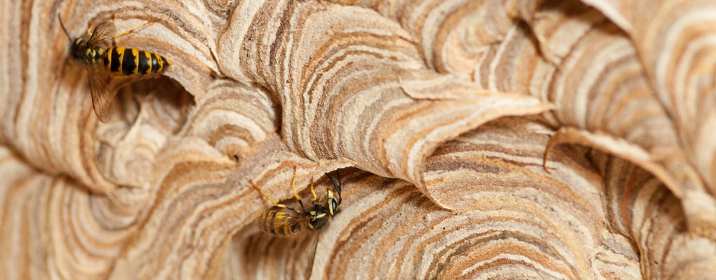wasp nest removal near me