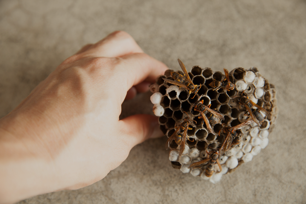 Wasp Nest Removal Barrie