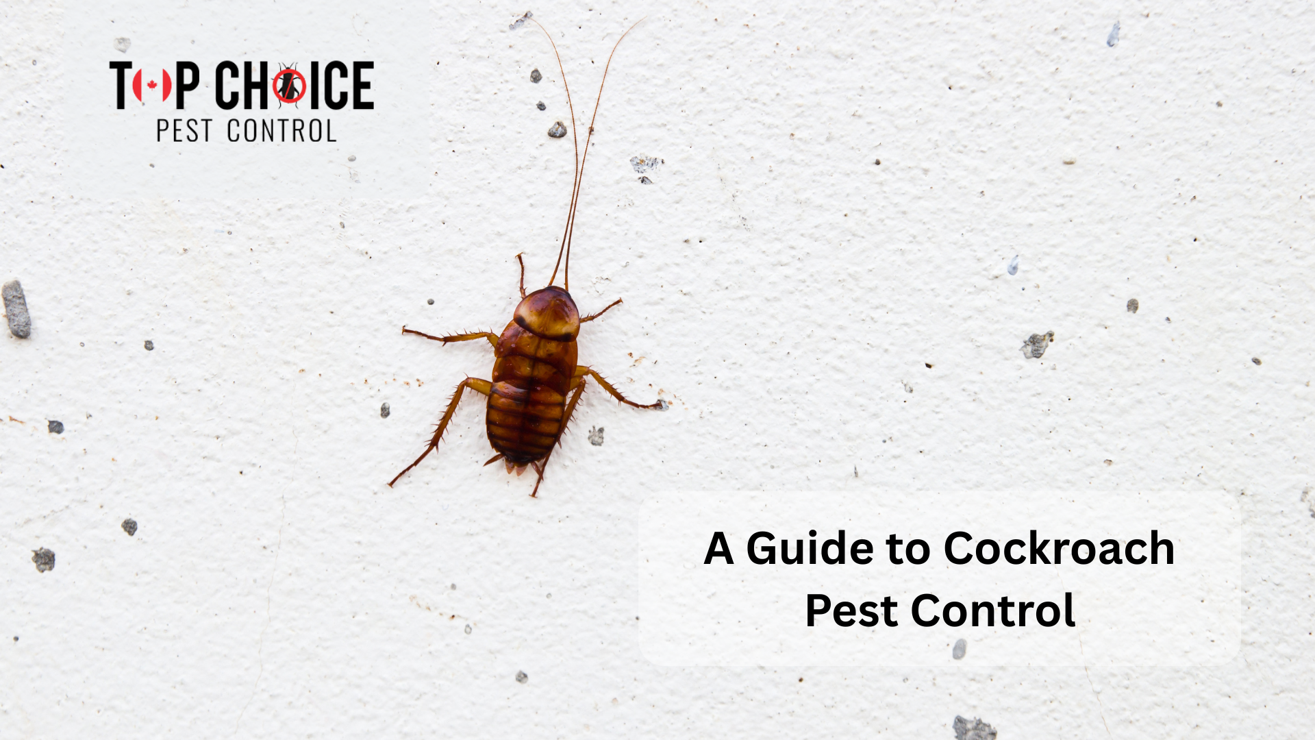 Scale Cockroach Cockroach Control | Effective Removal and Prevention Guide