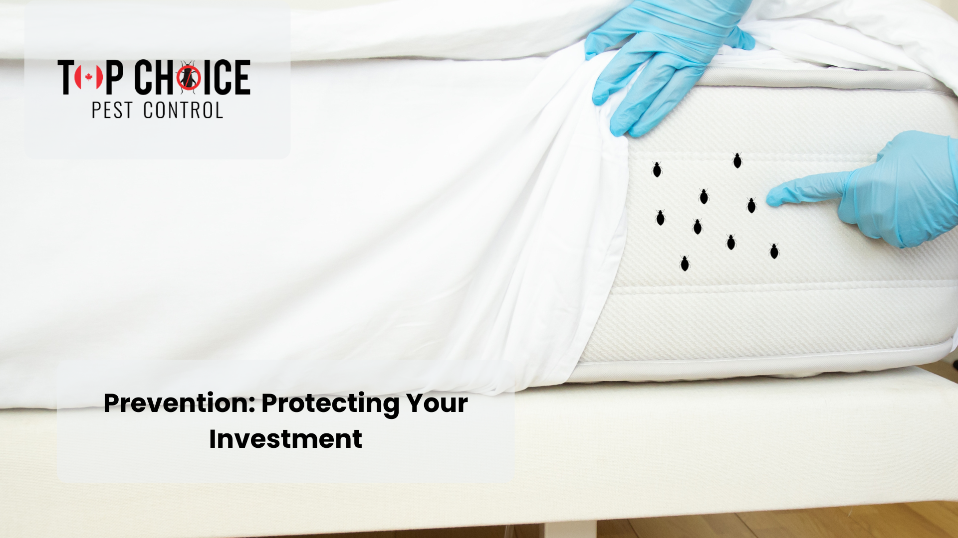 Bed Bug Pest Control | Safe & Effective Treatments