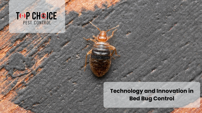 Bed Bug Pest Control | Safe & Effective Treatments