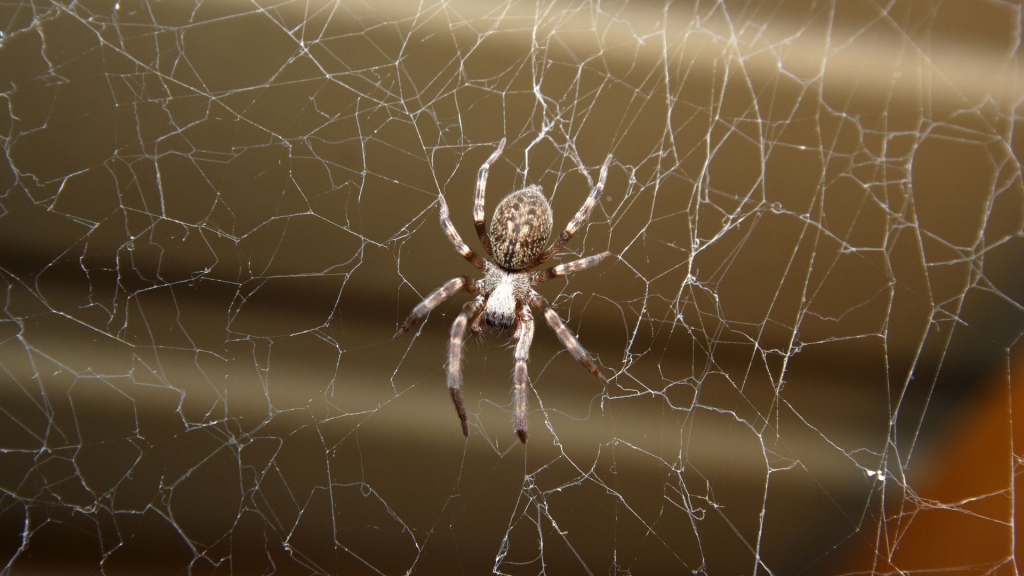 spider removal