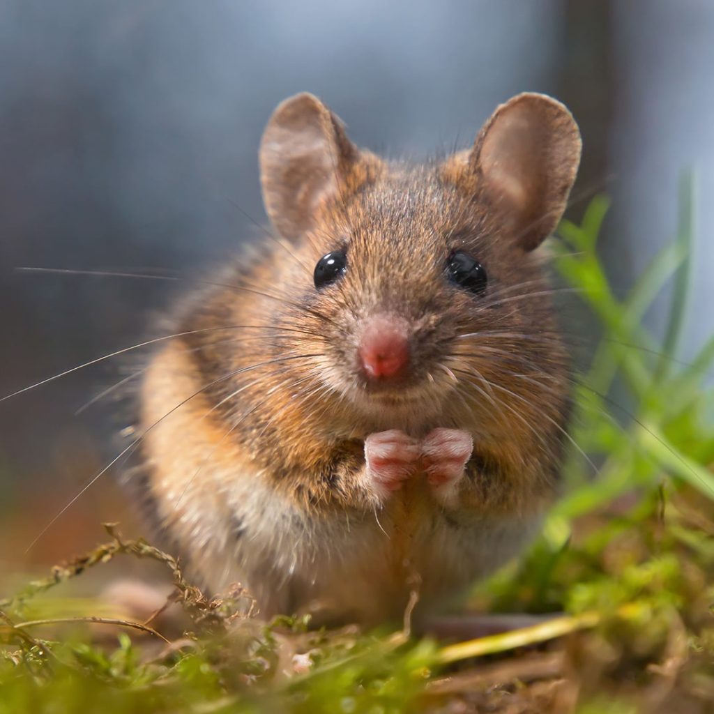 Rodent Control Services | Safe & Effective Solutions