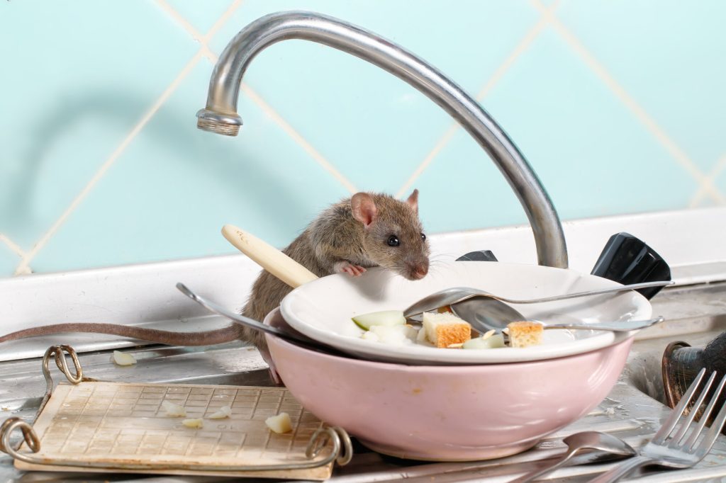 wildlife removal barrie
