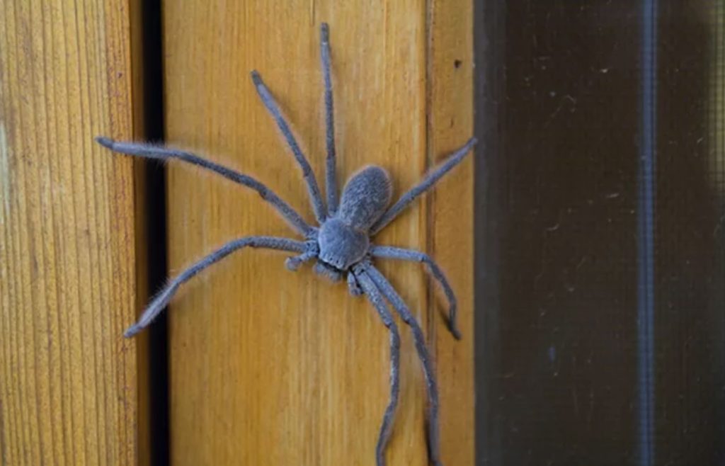 spider control barrie