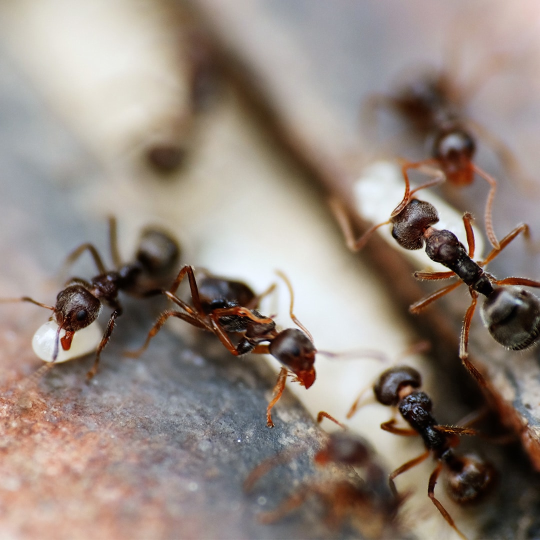 ant control vaughan 01