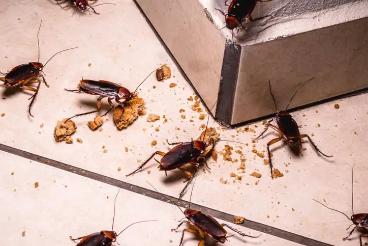 cockroach infestation