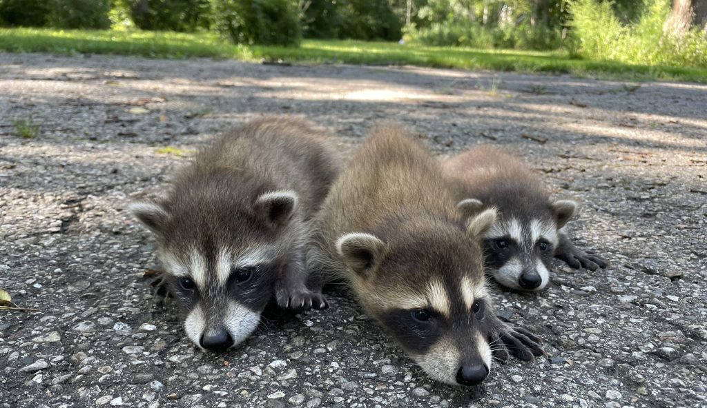 raccoon removal vaughan 02