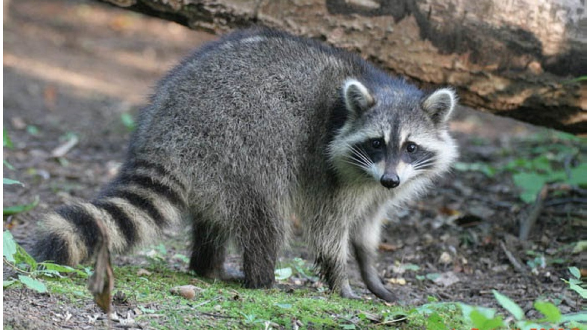wildlife