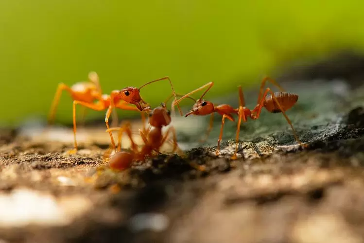 ant control