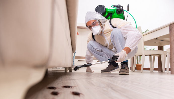 bed bug exterminator vaughan