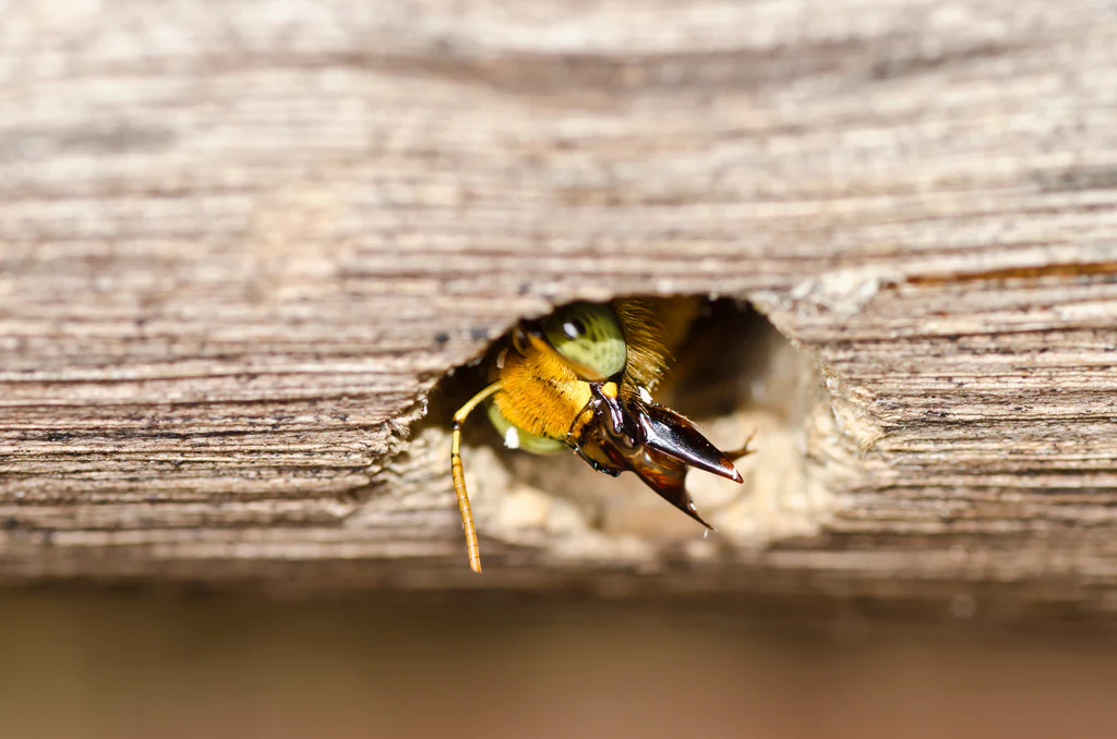 wasp and hornet removal barrie 01