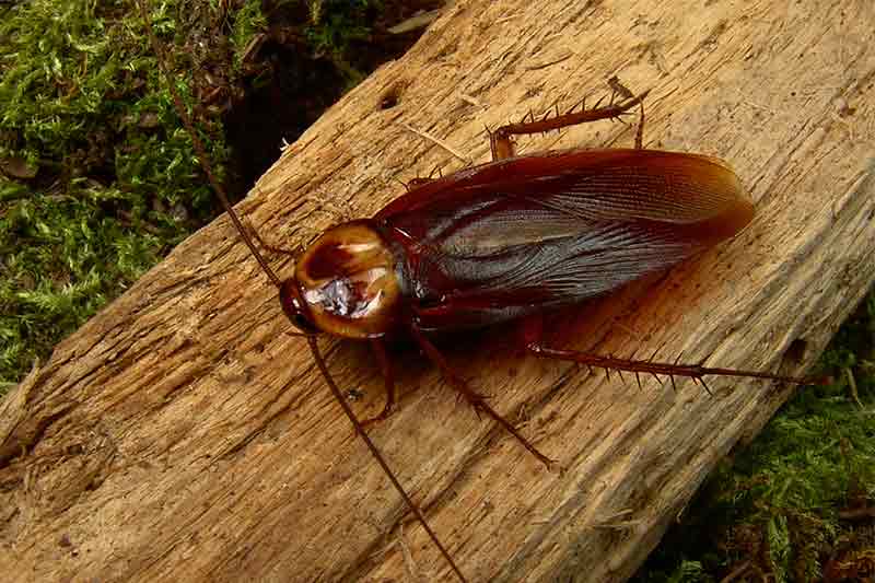 cockroach 