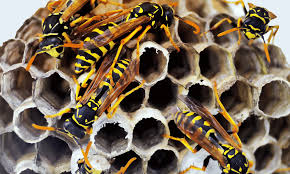 wasp nest removal vaughan