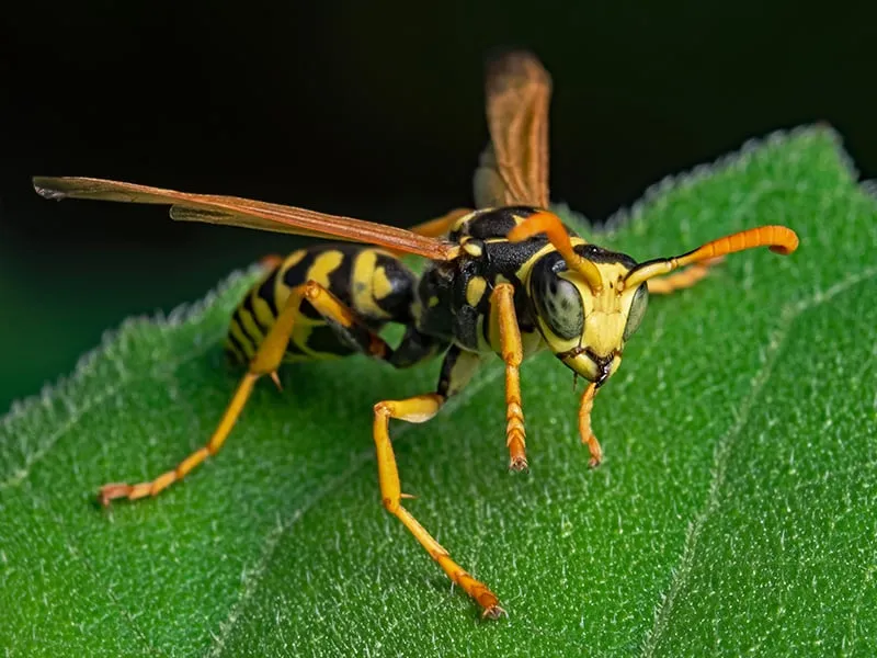 bee removal vaughan 05