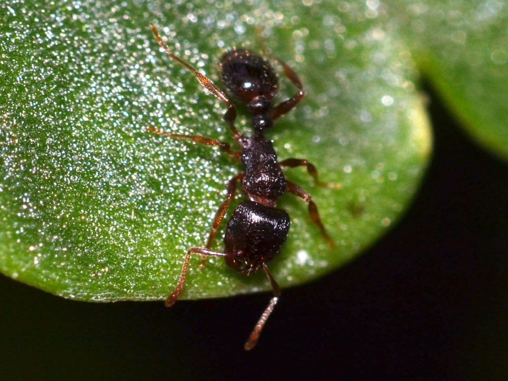 ant control vaughan 01