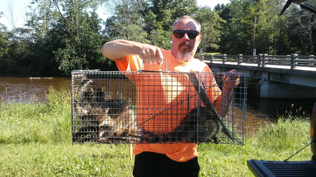 wildlife removal vaughan 03