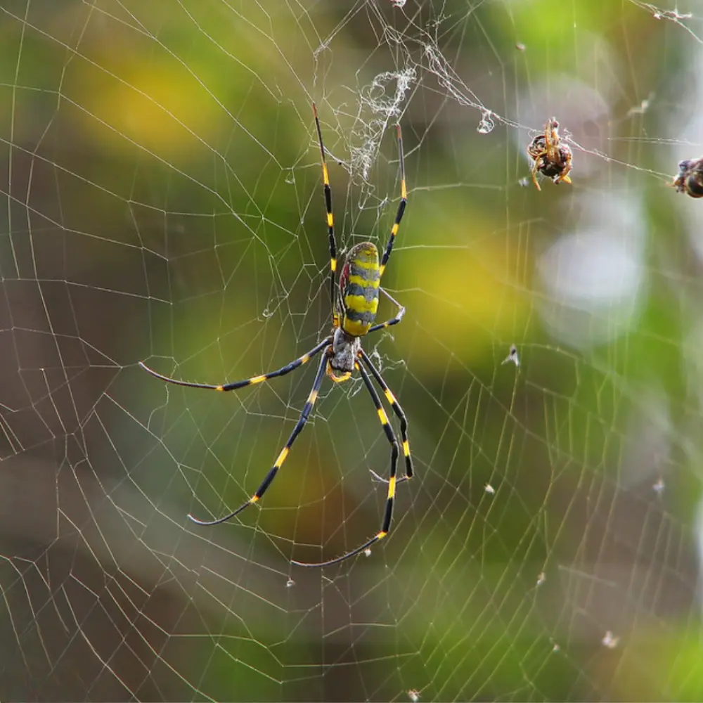 spider control