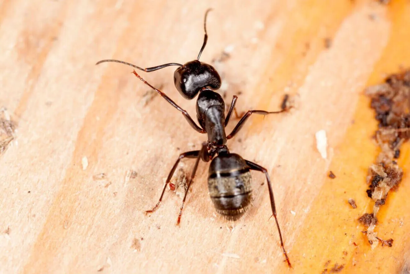 carpenter ants