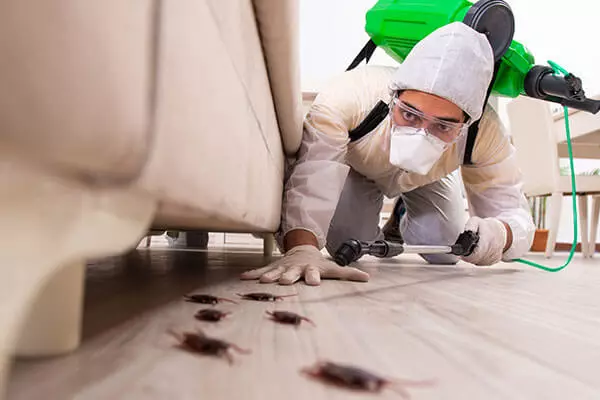 cockroach pest control