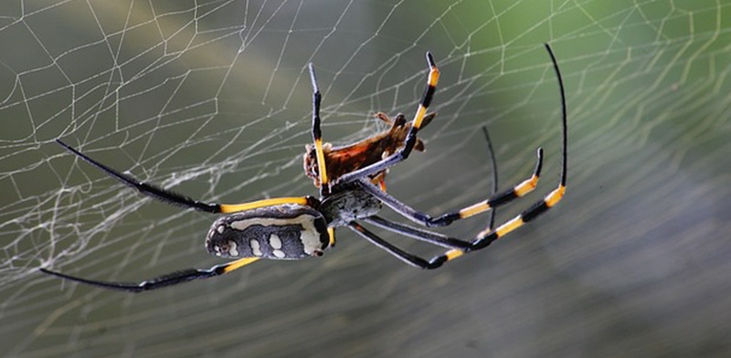 spider