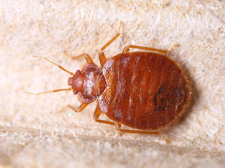 bed bug pest control