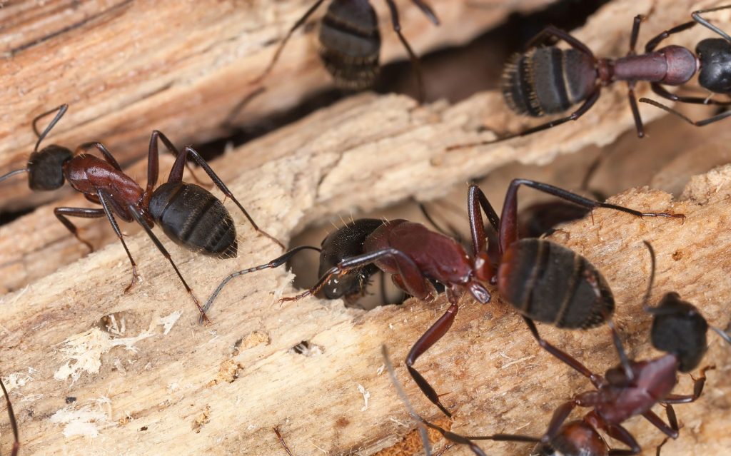 CARPENTER ANT
