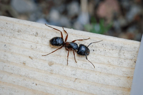 Carpenter Ants