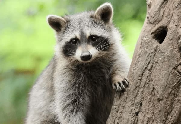 raccoons
