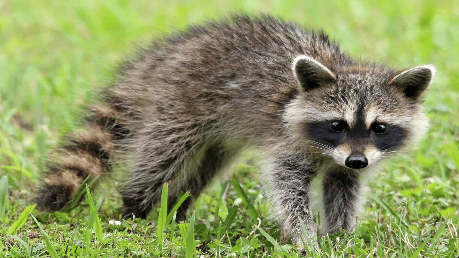 raccoons removal