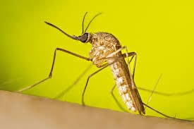 mosquito control barrie