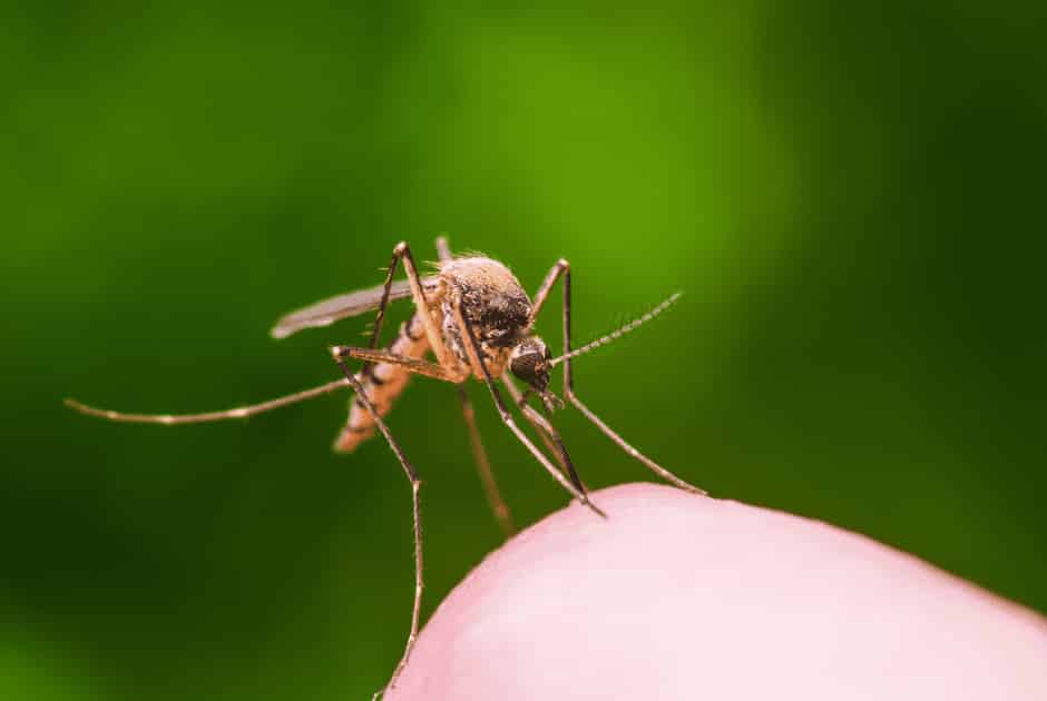 mosquito control barrie services