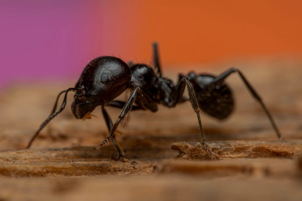ant 