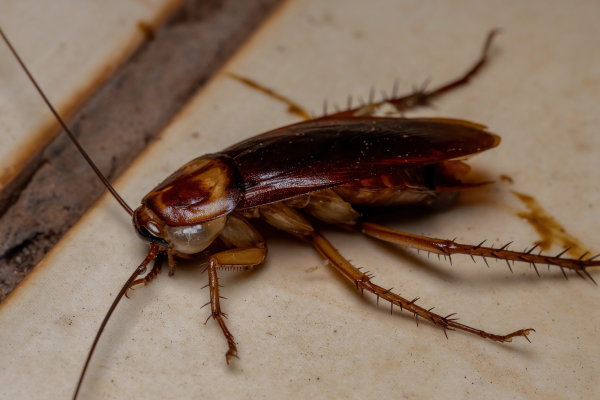 german cockroaches