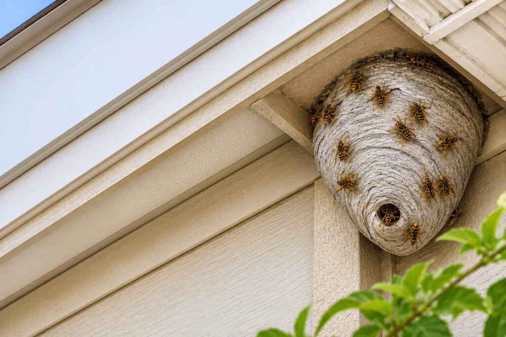 bees nest
