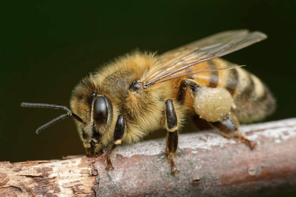 bee wasp control services barrie