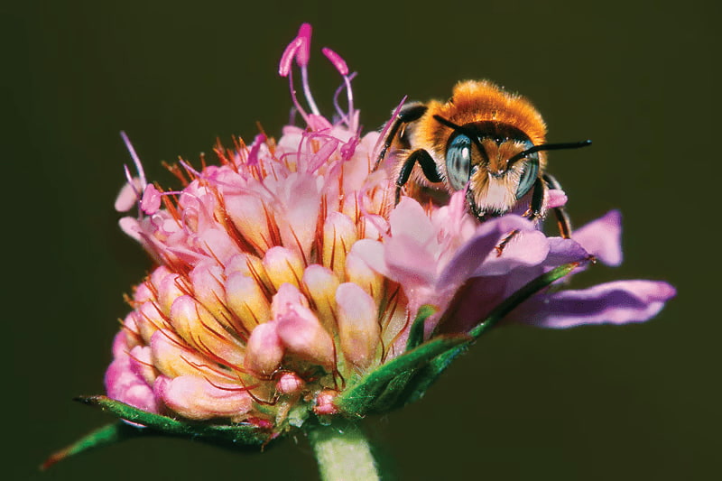 bee nectaring
