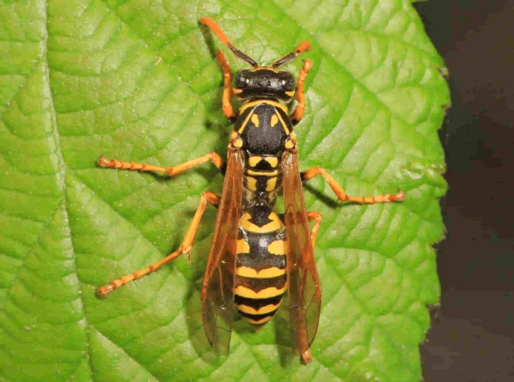 paper wasp